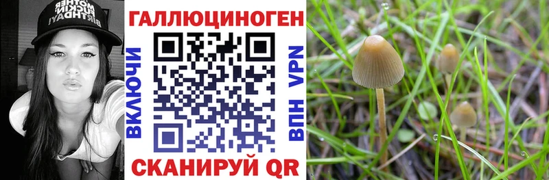 МЕГА tor Кинель shop состав продажа наркотиков Псилоцибиновые грибы мицелий